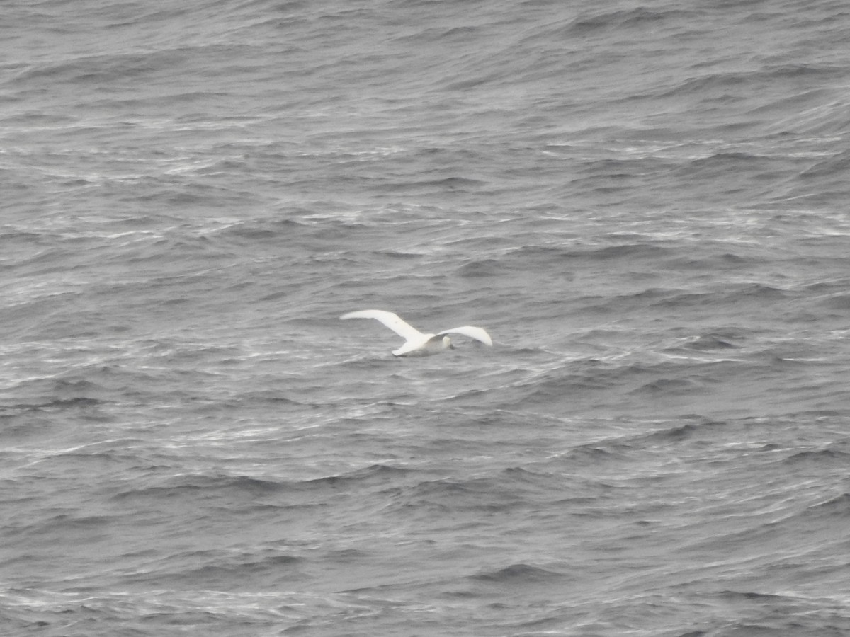 Southern Giant-Petrel - ML647847399