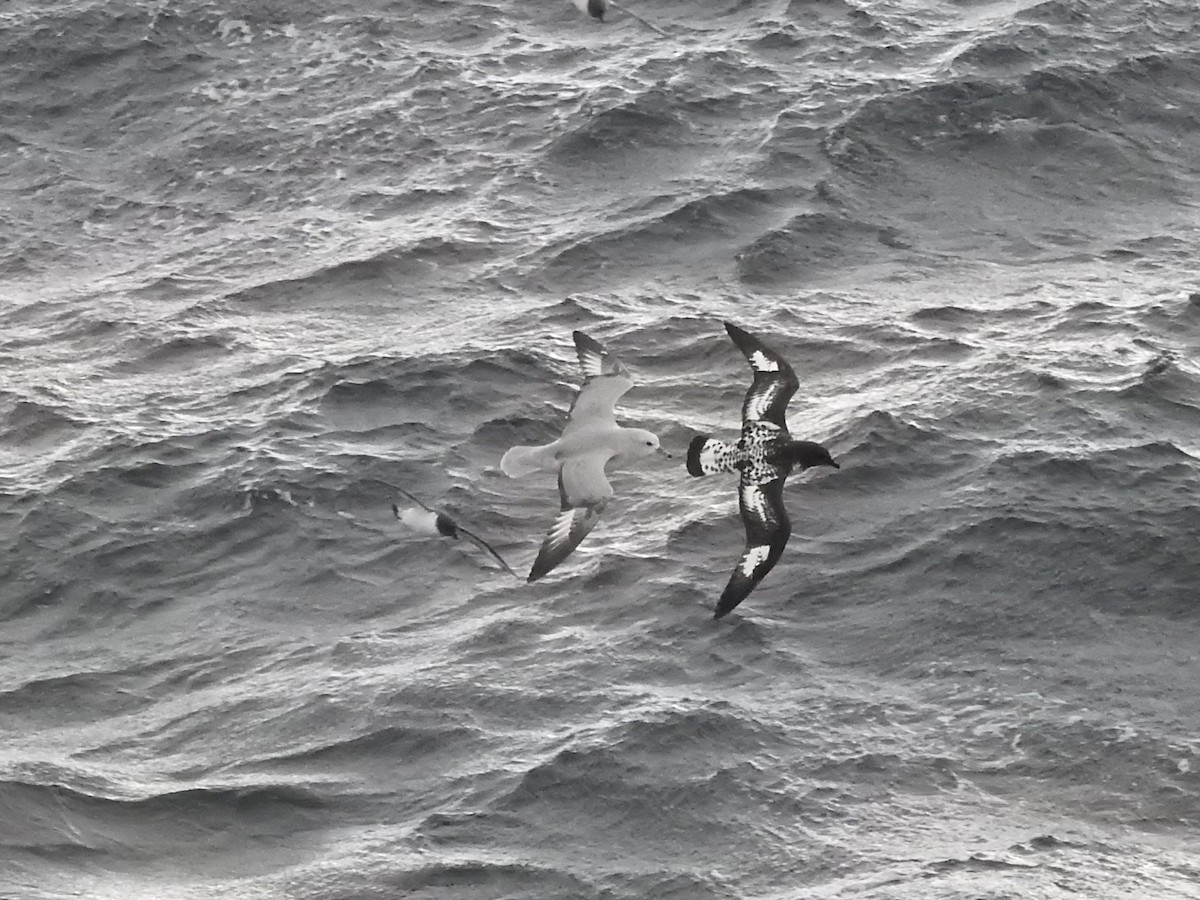 Southern Fulmar - ML647847408