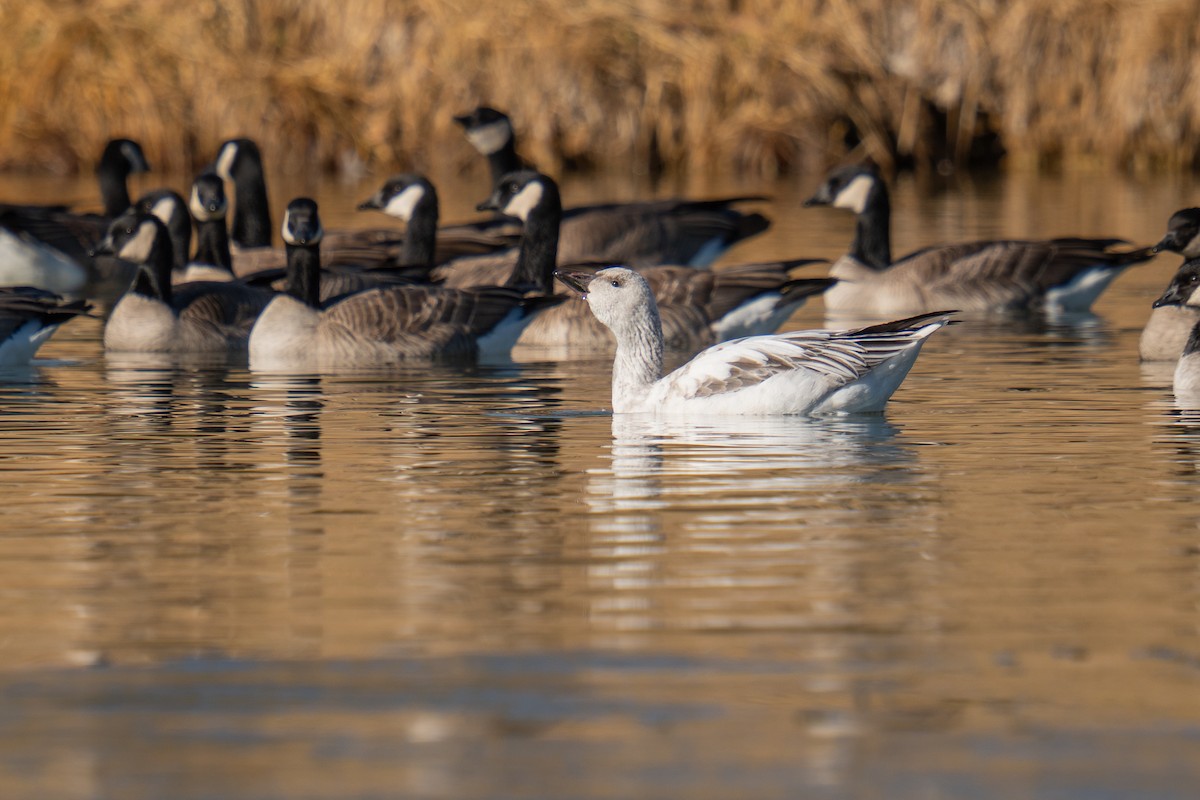 Snow Goose - ML647847431