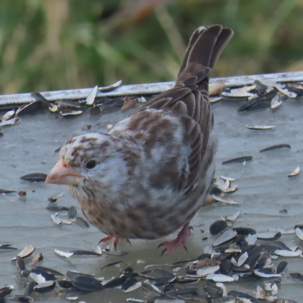 House Finch - ML647847441