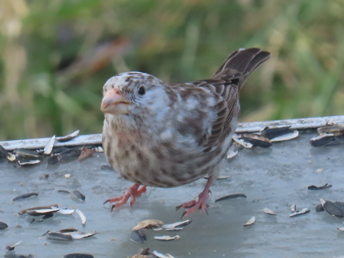 House Finch - ML647847442