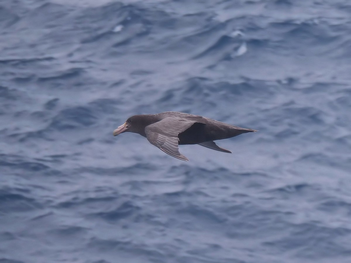 Southern Giant-Petrel - ML647847444