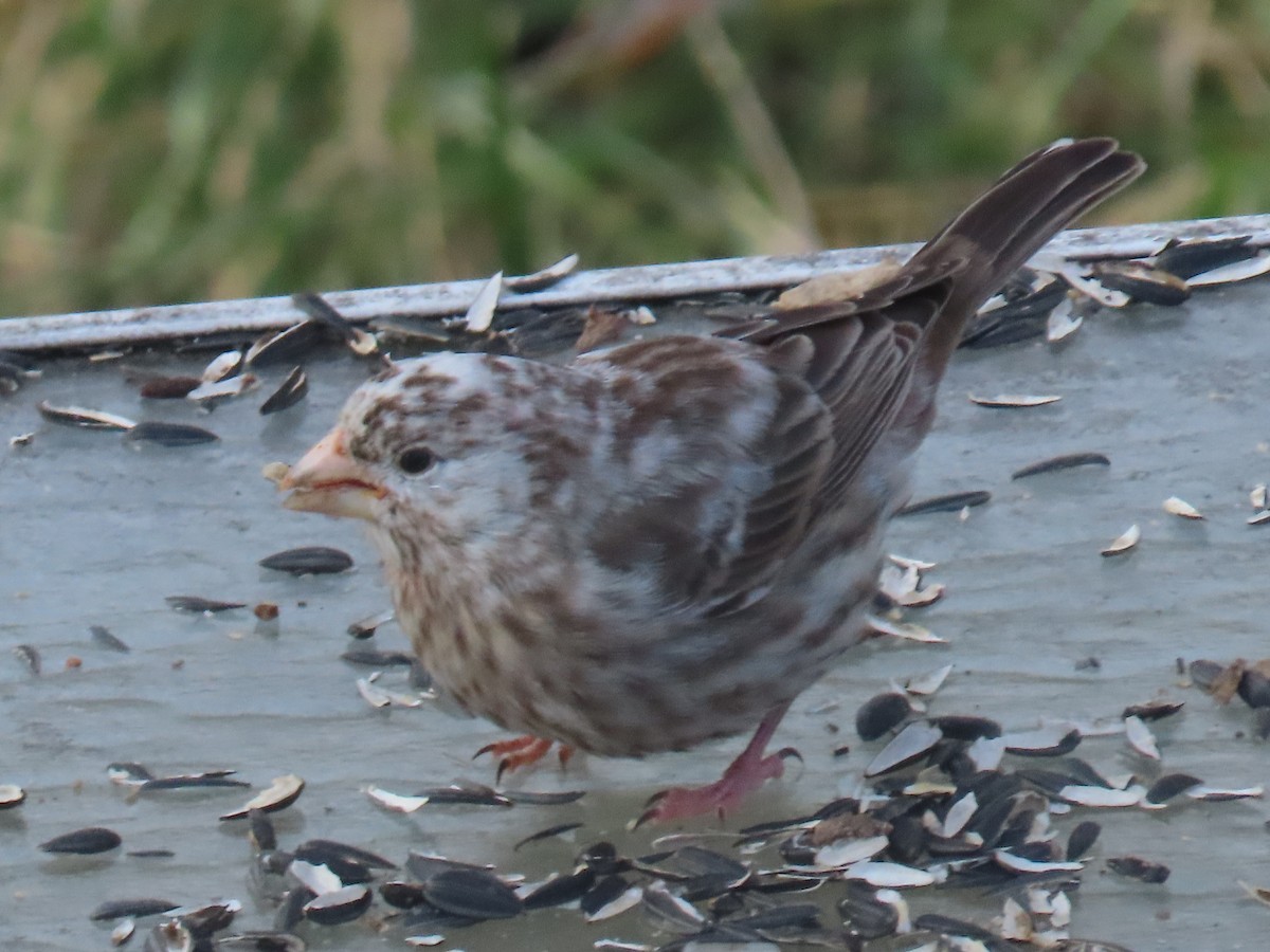 House Finch - ML647847445