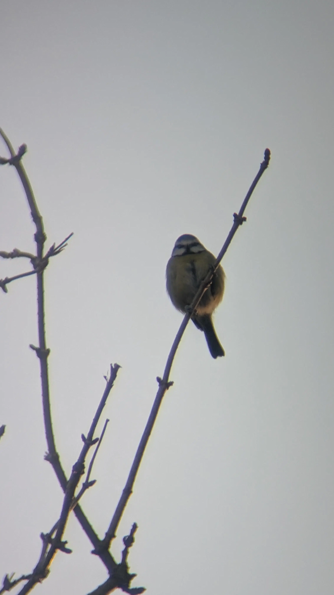 Eurasian Blue Tit - ML647847446