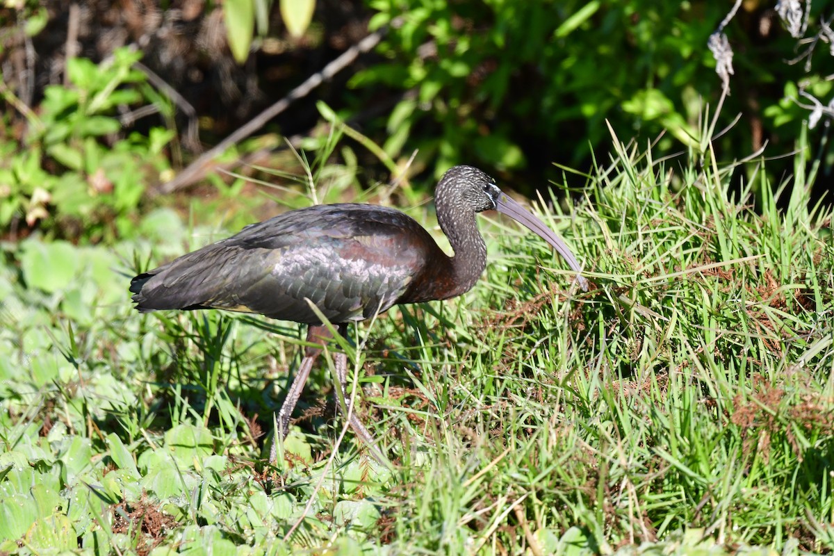 Glossy Ibis - ML647847447