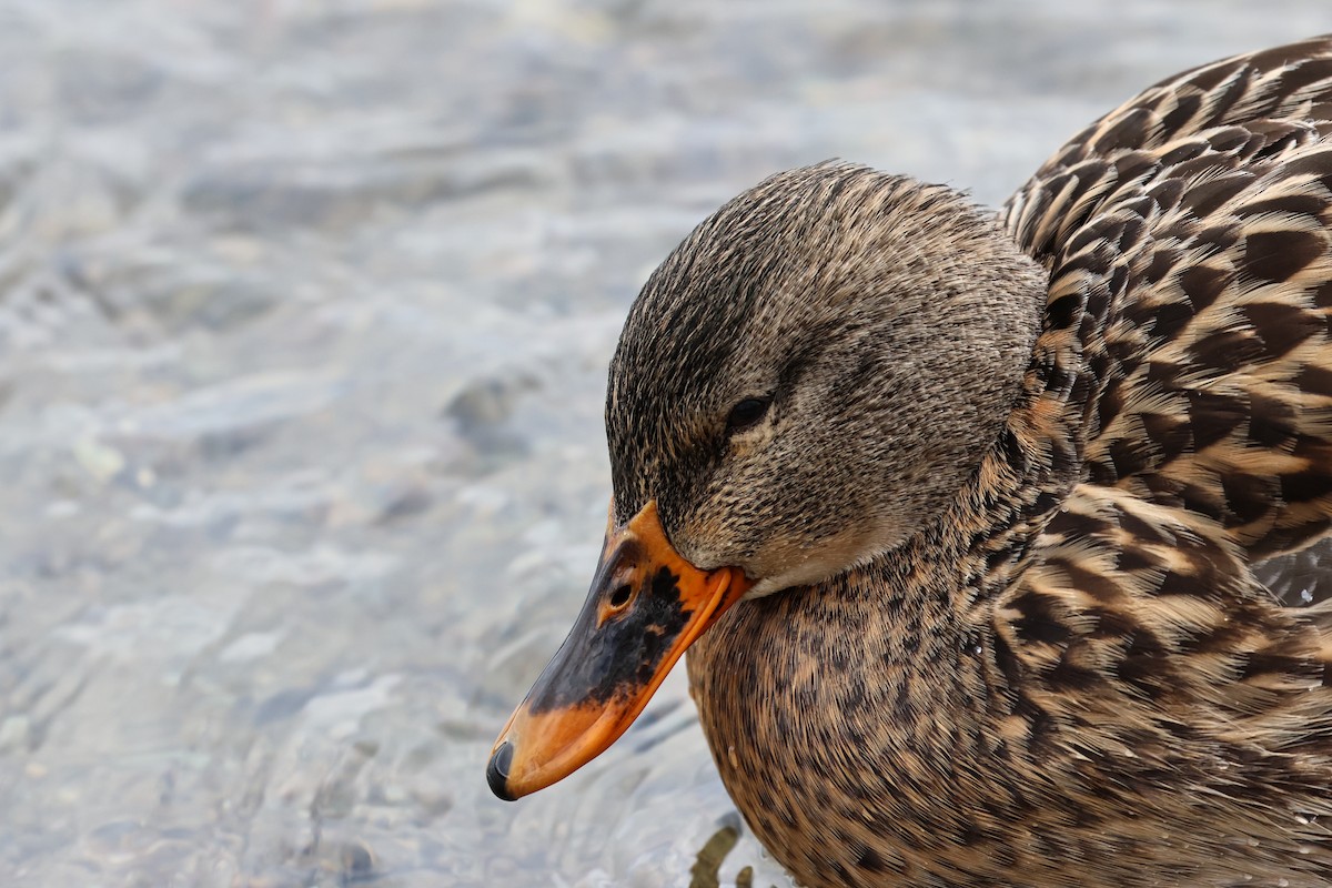 Mallard - ML647847449