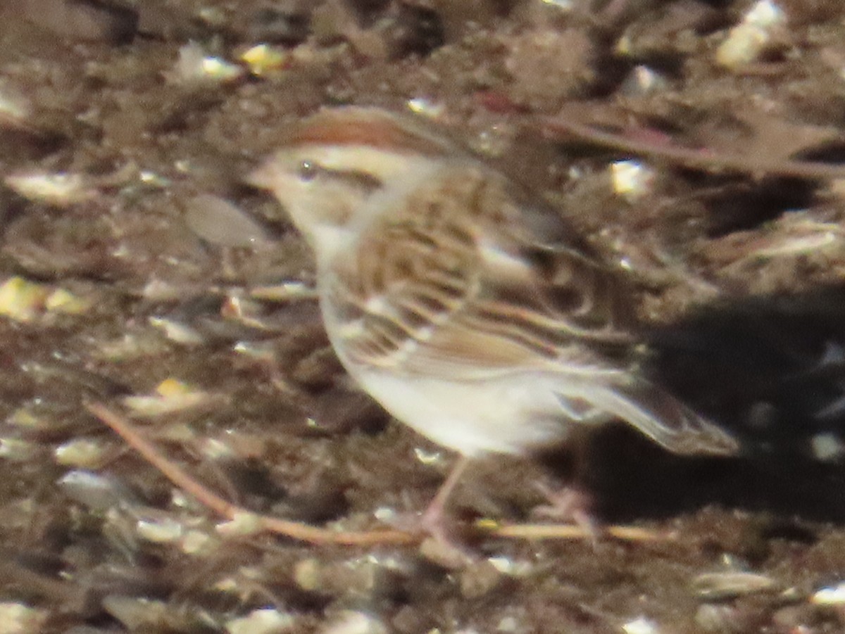 Chipping Sparrow - ML647847450