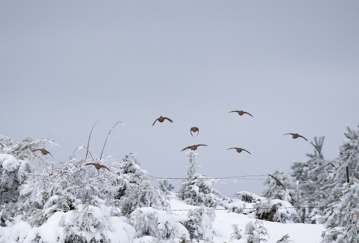 Red-legged Partridge - ML647847451