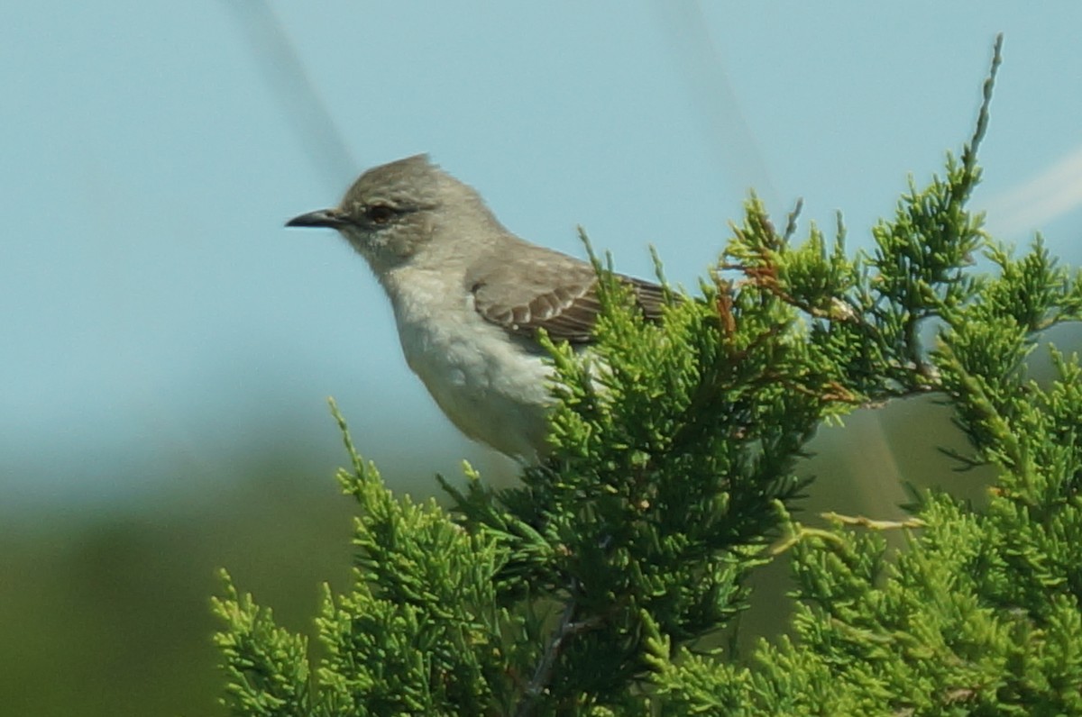 Northern Mockingbird - ML647847453