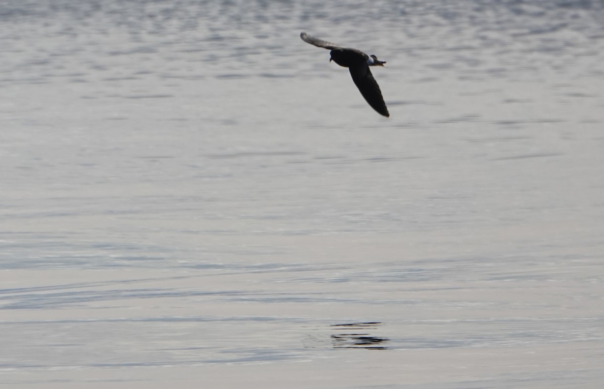 Wilson's Storm-Petrel - ML647847456