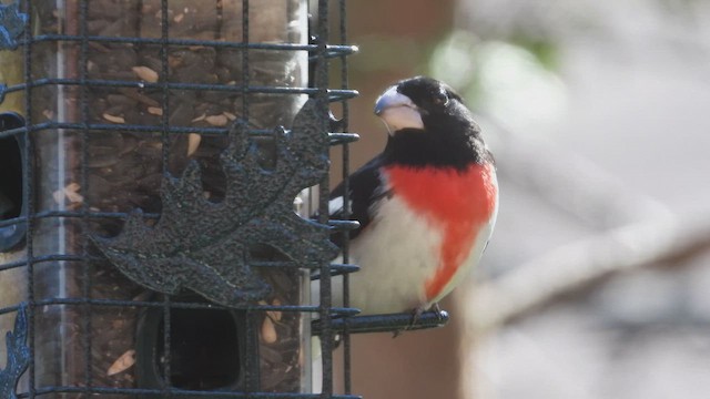 Rose-breasted Grosbeak - ML647847458