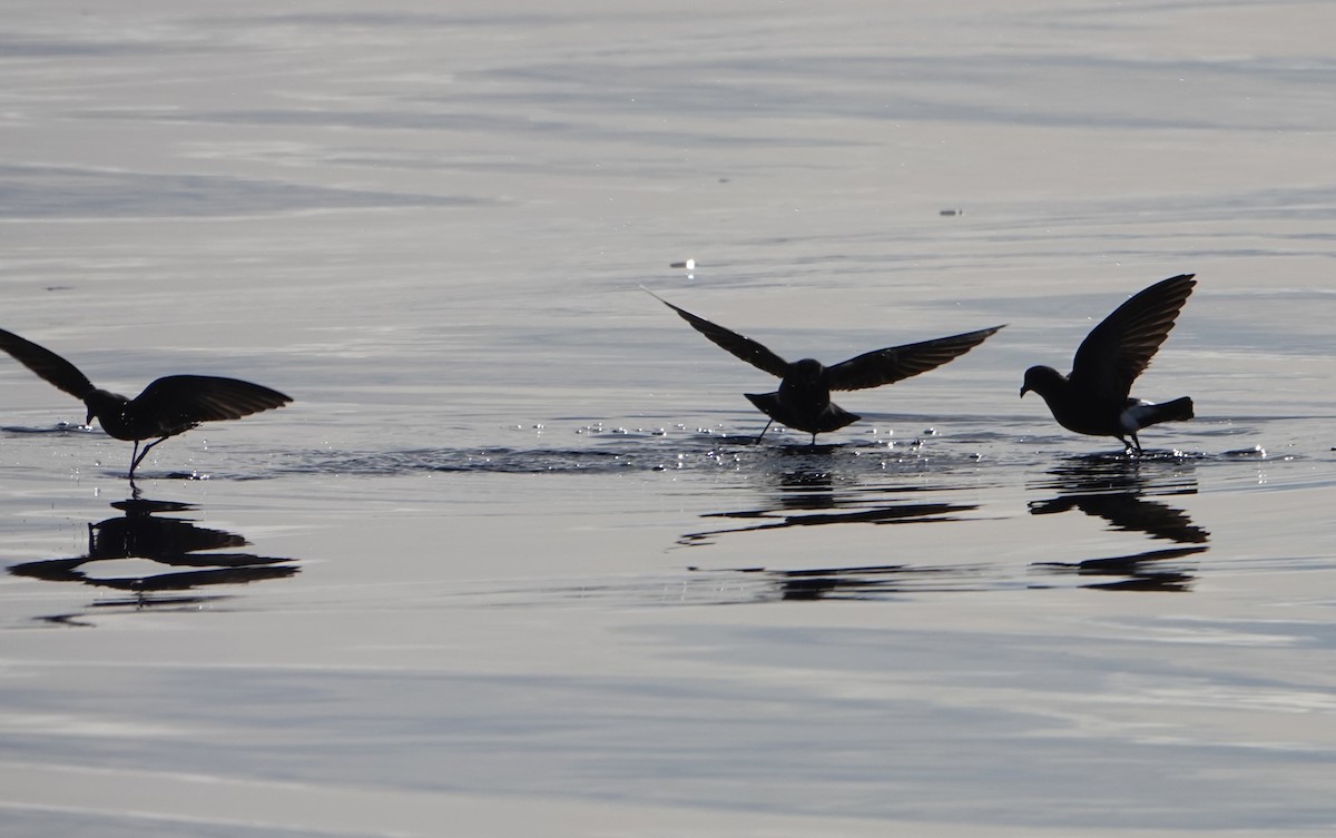 Wilson's Storm-Petrel - ML647847459