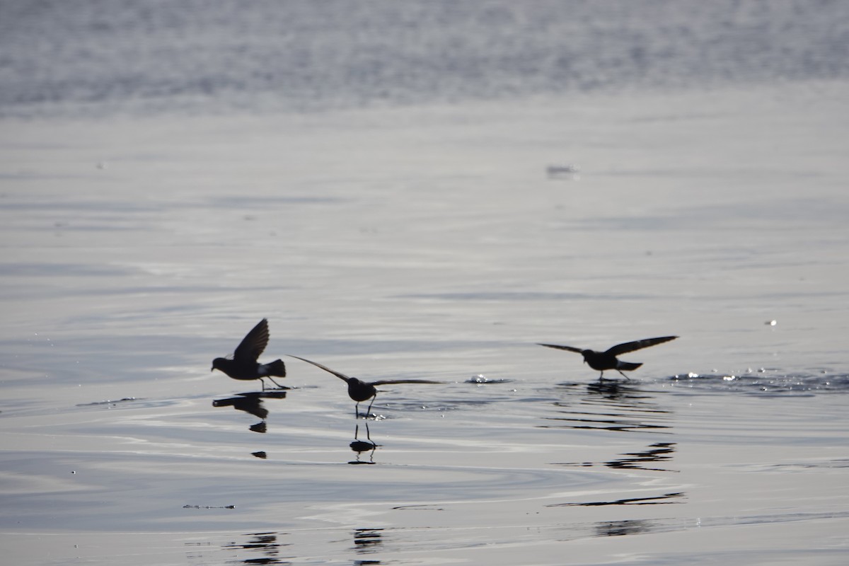 Wilson's Storm-Petrel - ML647847460