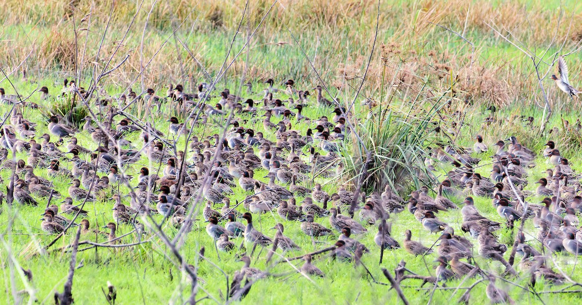 Green-winged Teal - ML647847461