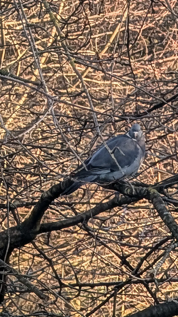 Common Wood-Pigeon - ML647847462