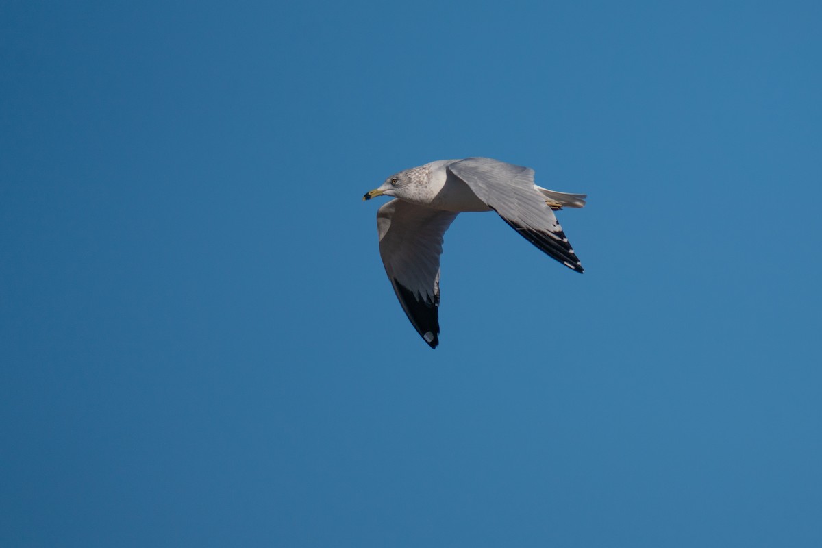 Ring-billed Gull - ML647847463