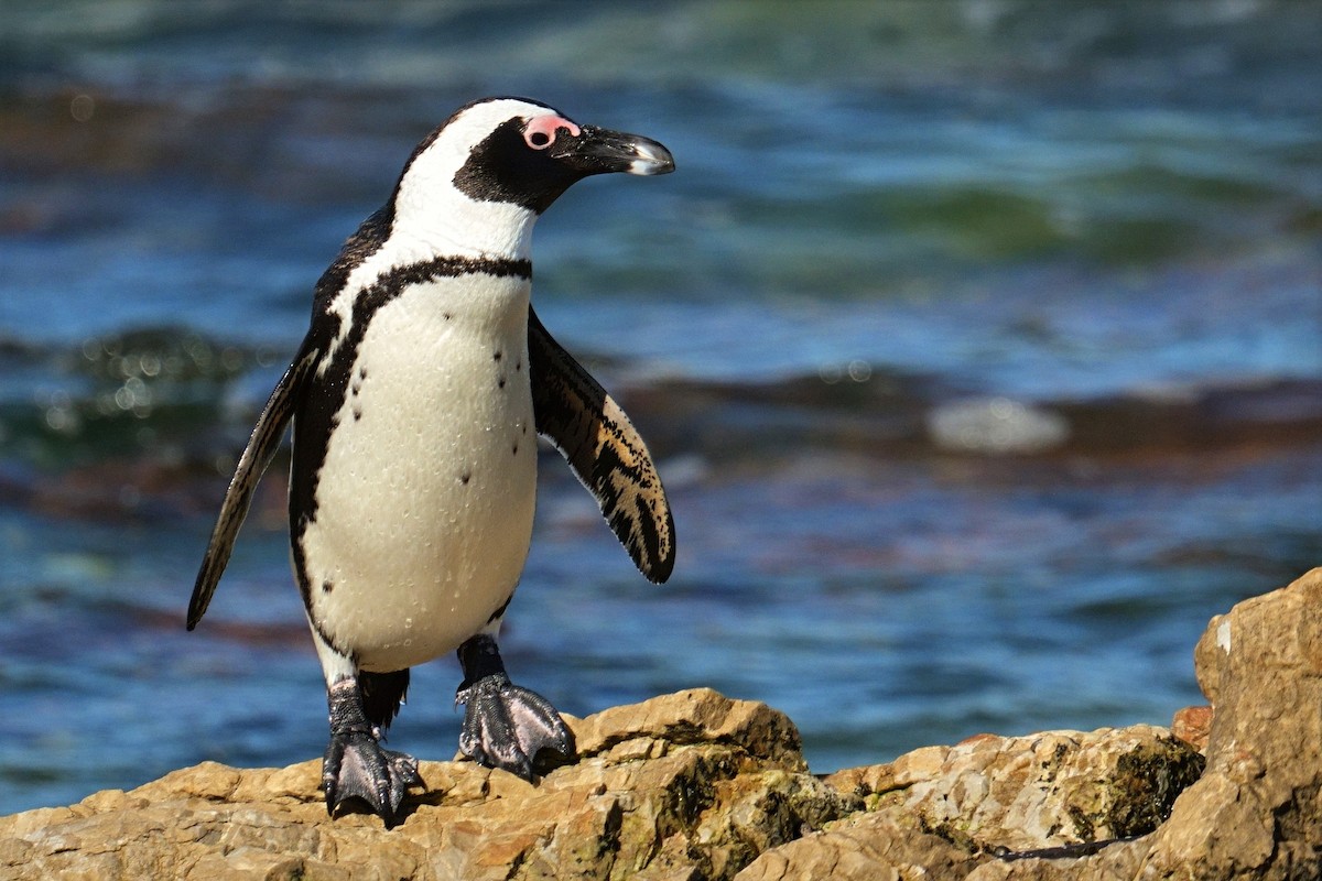 African Penguin - ML647847465