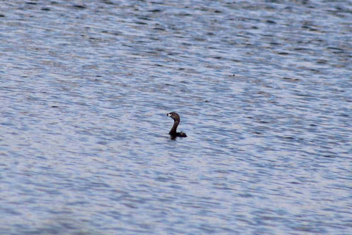Pied-billed Grebe - ML647847466