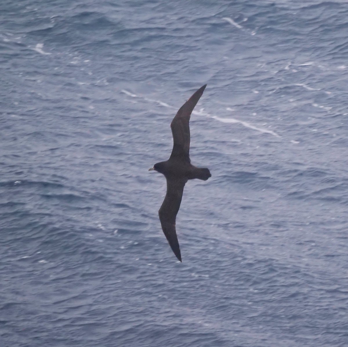 White-chinned Petrel - ML647847467