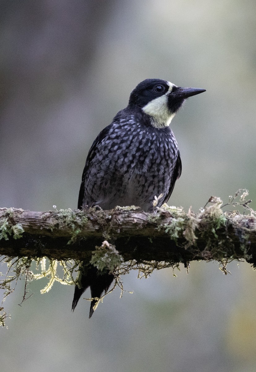 Acorn Woodpecker - ML647847468