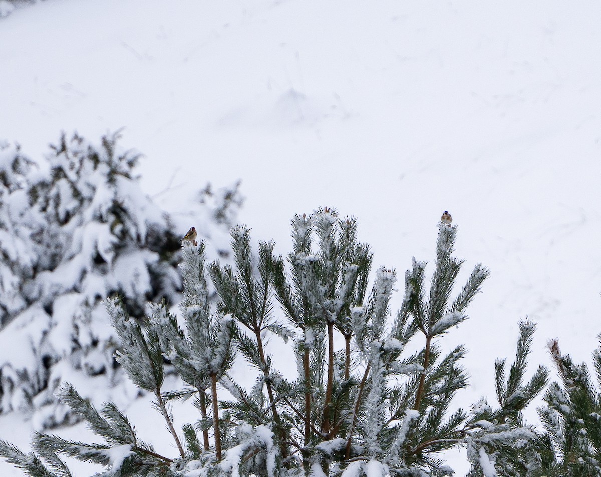European Goldfinch - ML647847469