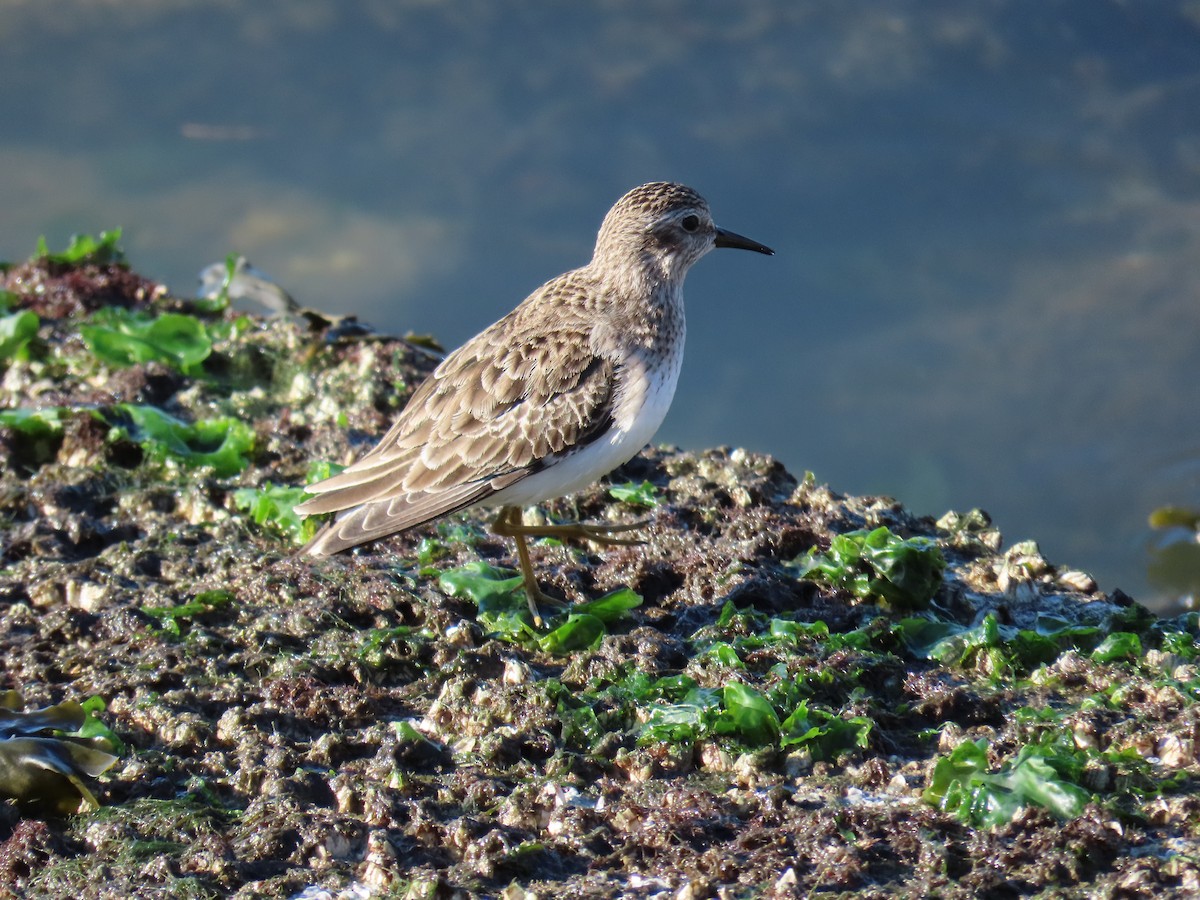 Least Sandpiper - ML647847472