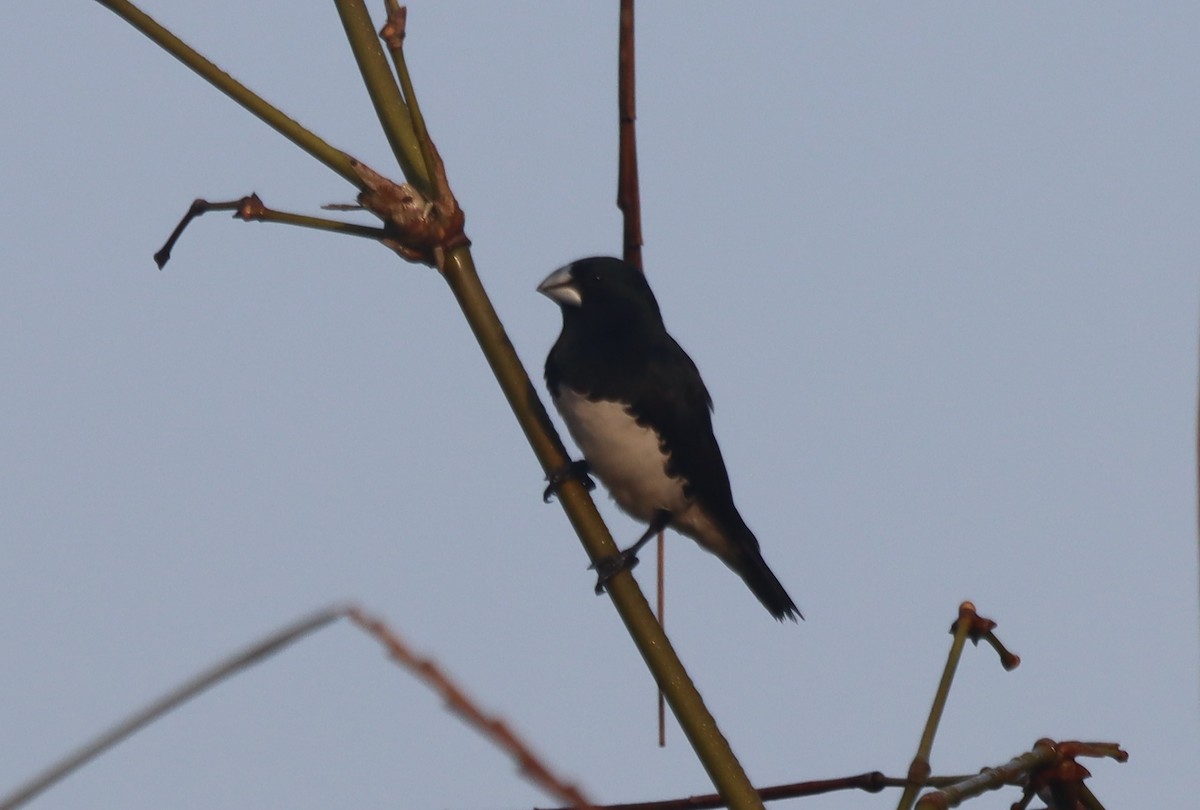 Чёрно-белая муния - ML647847541