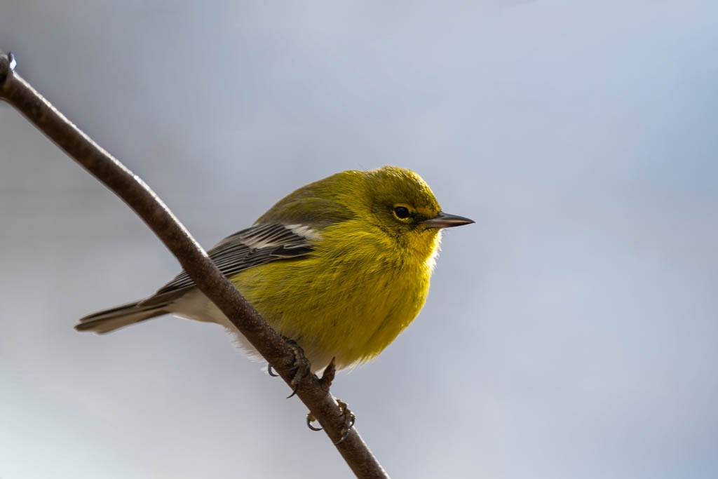 Pine Warbler - ML647847548