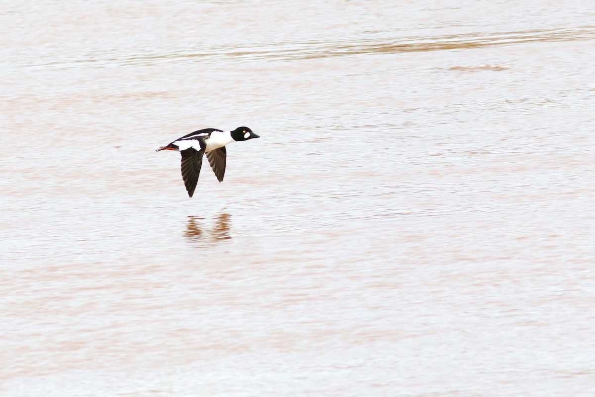 Schellente - ML647847579