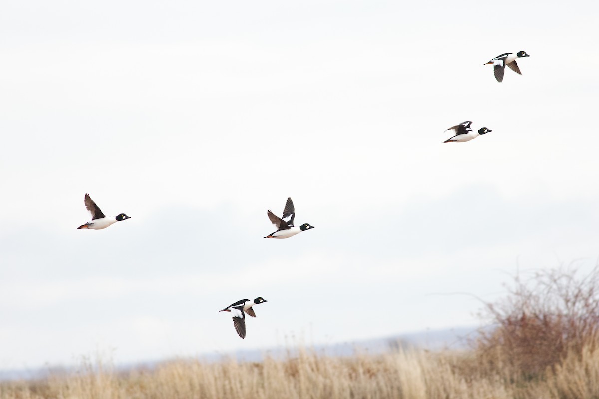 Schellente - ML647847580