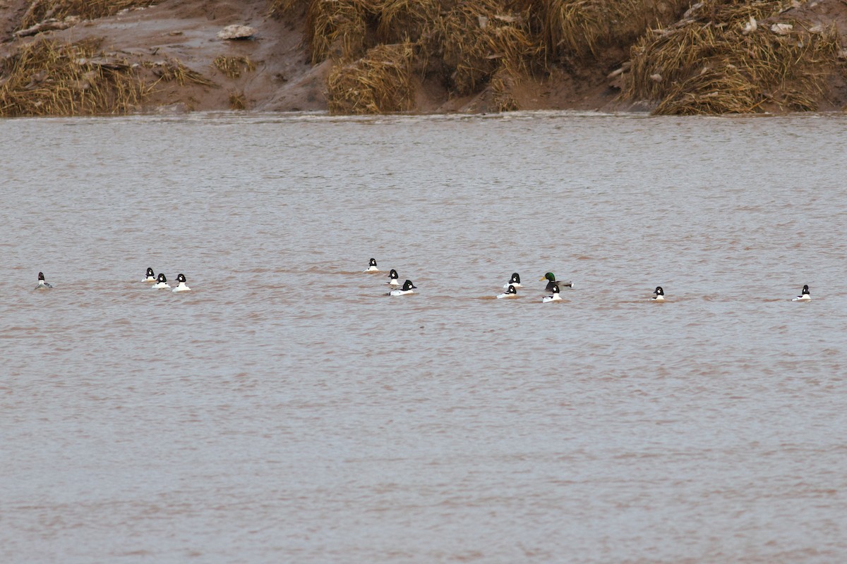 Schellente - ML647847581