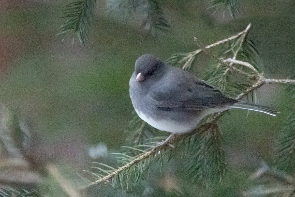 Winterammer - ML647847582