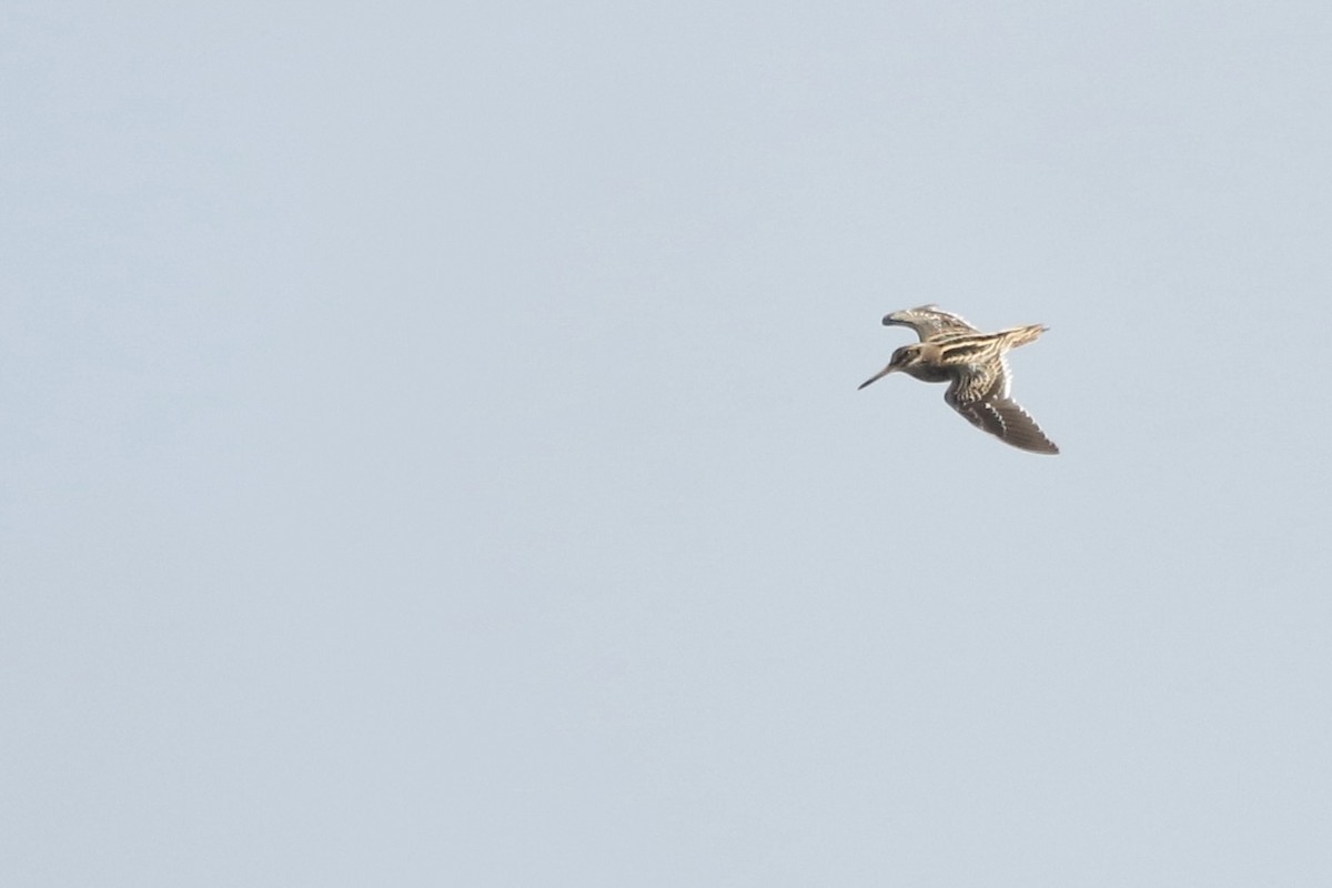 Zwergschnepfe - ML647847583