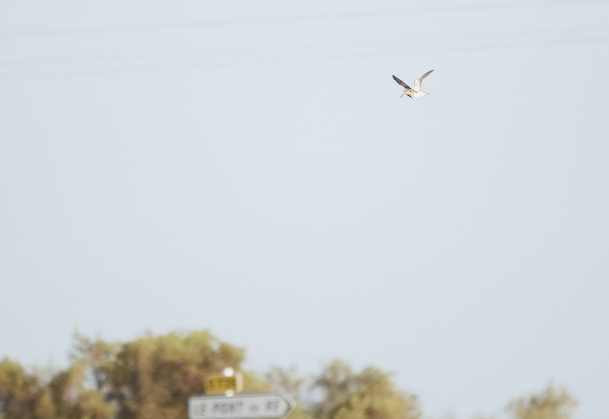 Zwergschnepfe - ML647847584