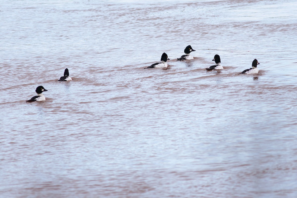 Schellente - ML647847585