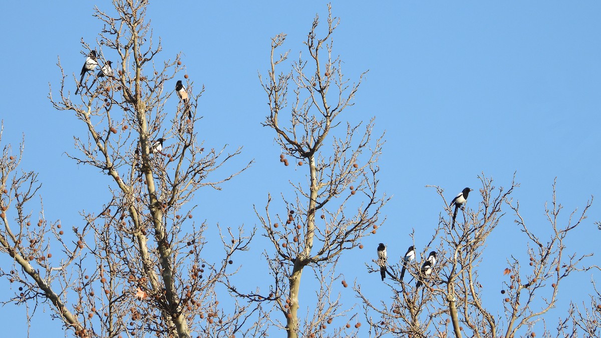 Elster - ML647847586