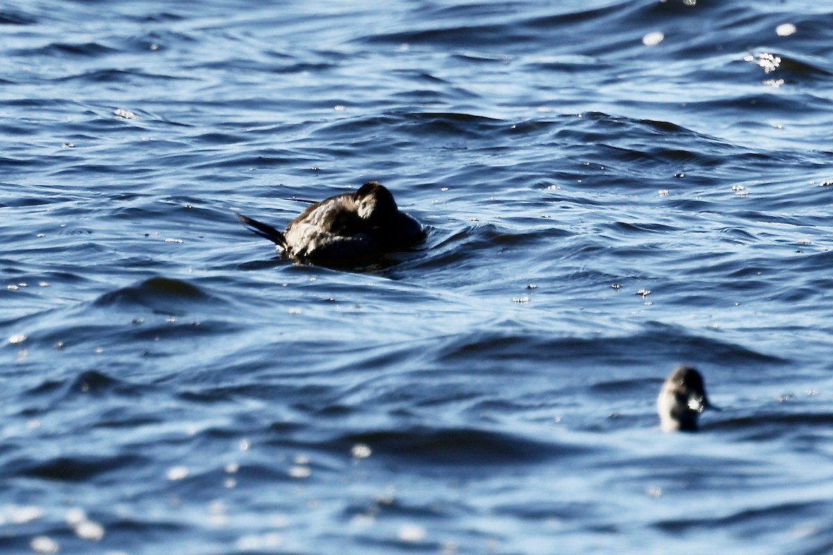 Schwarzkopf-Ruderente - ML647847587