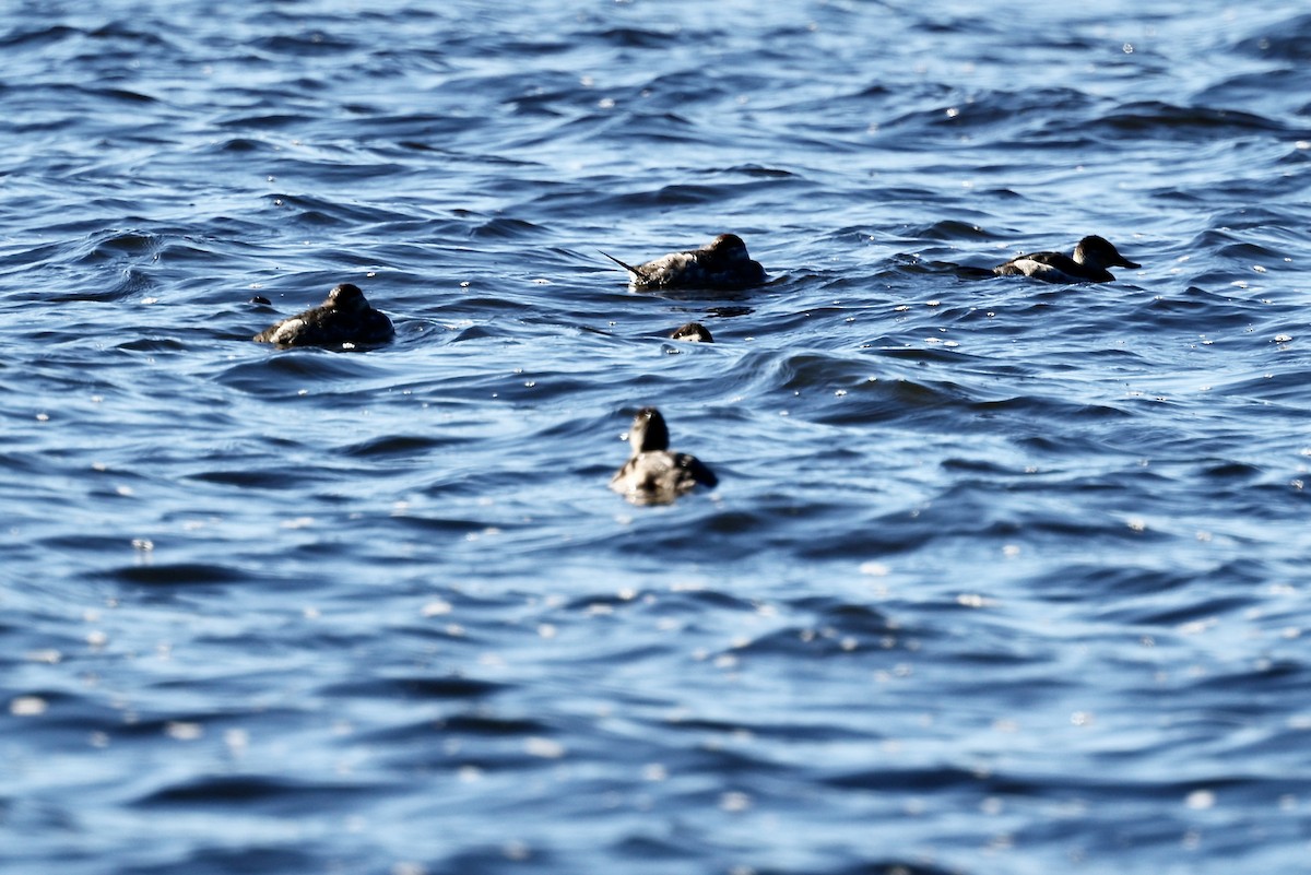 Schwarzkopf-Ruderente - ML647847588