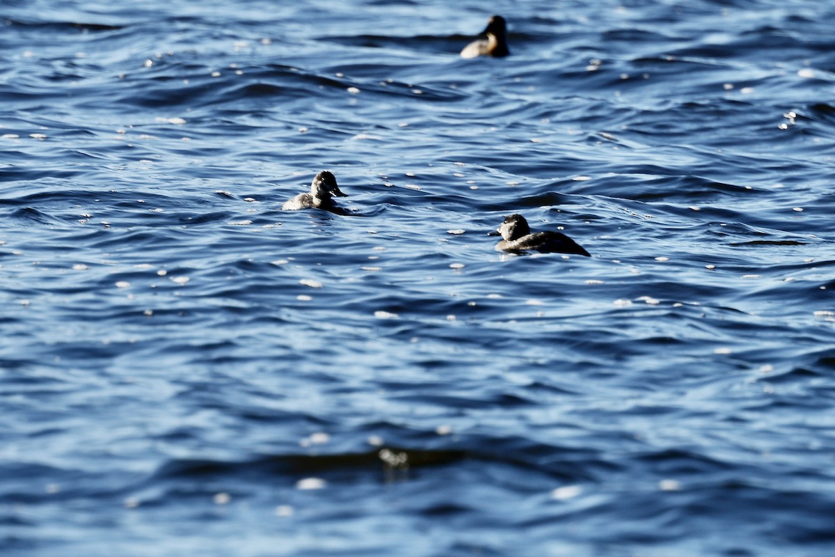 Schwarzkopf-Ruderente - ML647847589