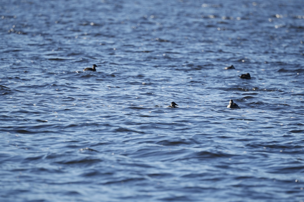 Schwarzkopf-Ruderente - ML647847590