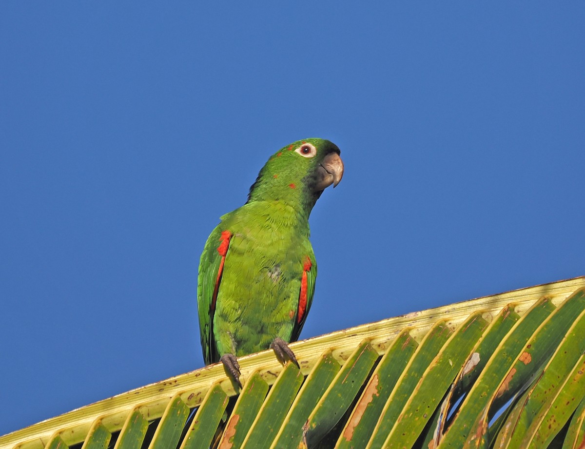 Pavuasittich - ML647847591