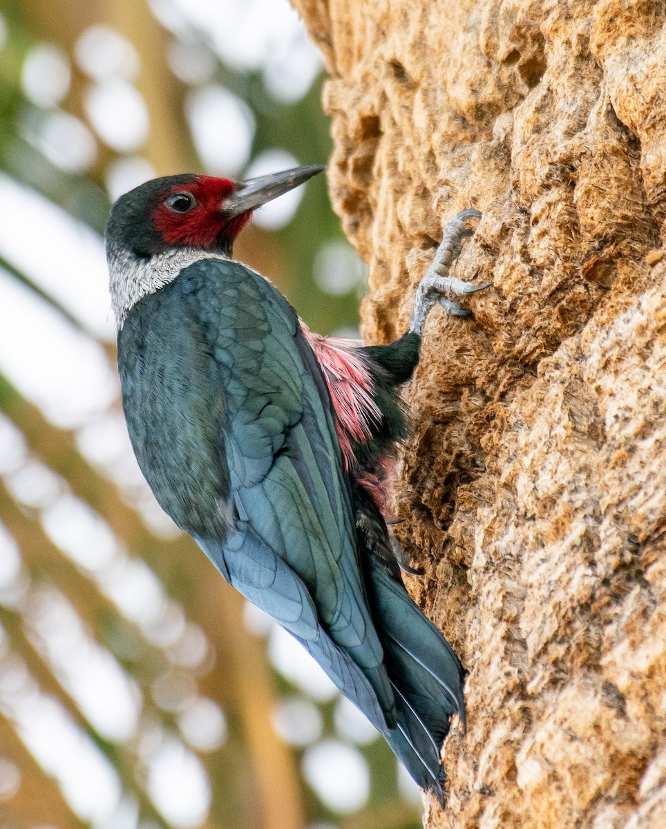 Blutgesichtspecht - ML647847592