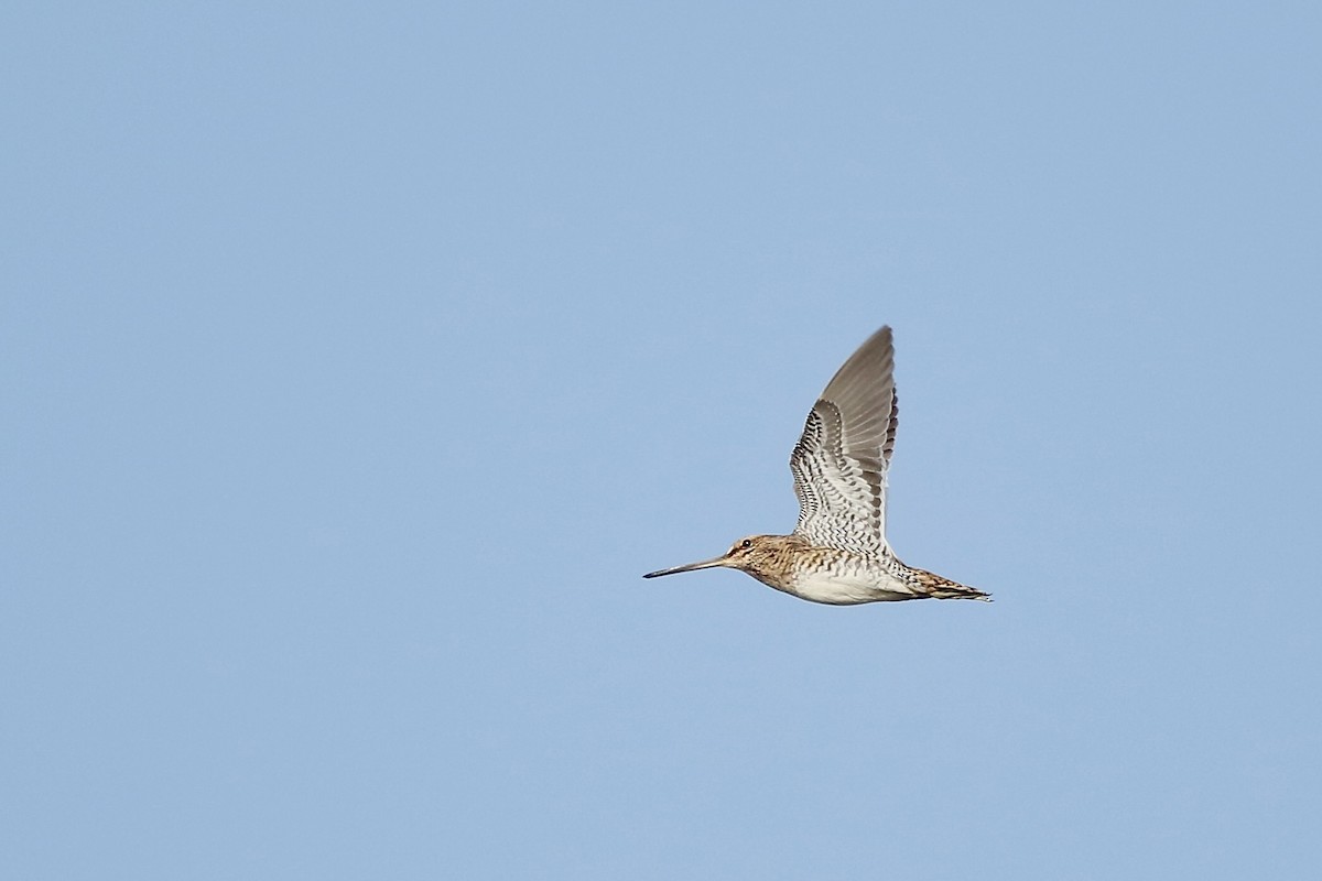 Bekassine - ML647847593