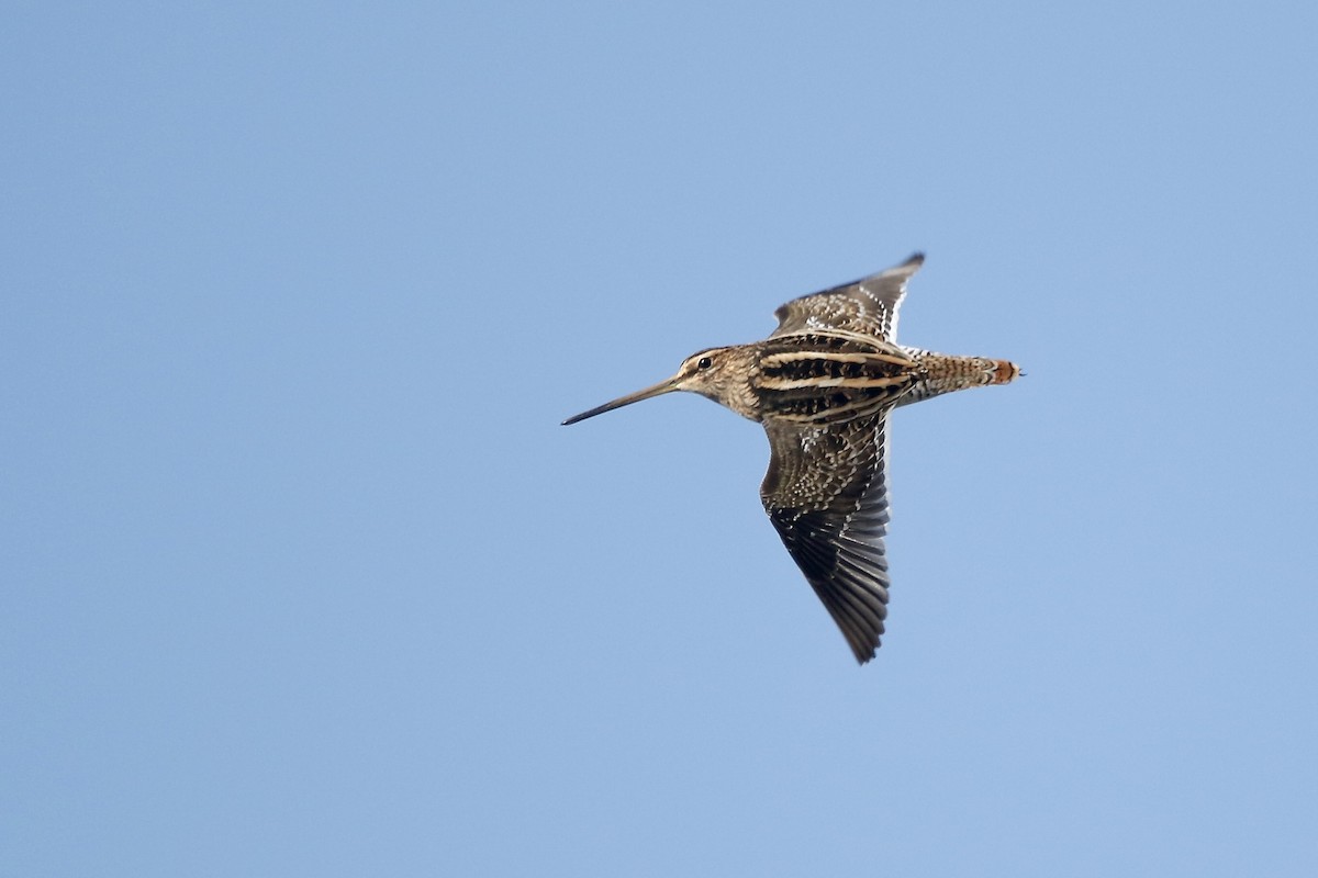 Bekassine - ML647847594