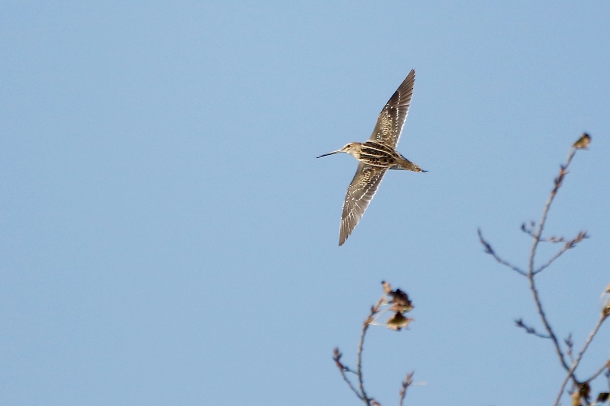 Bekassine - ML647847595