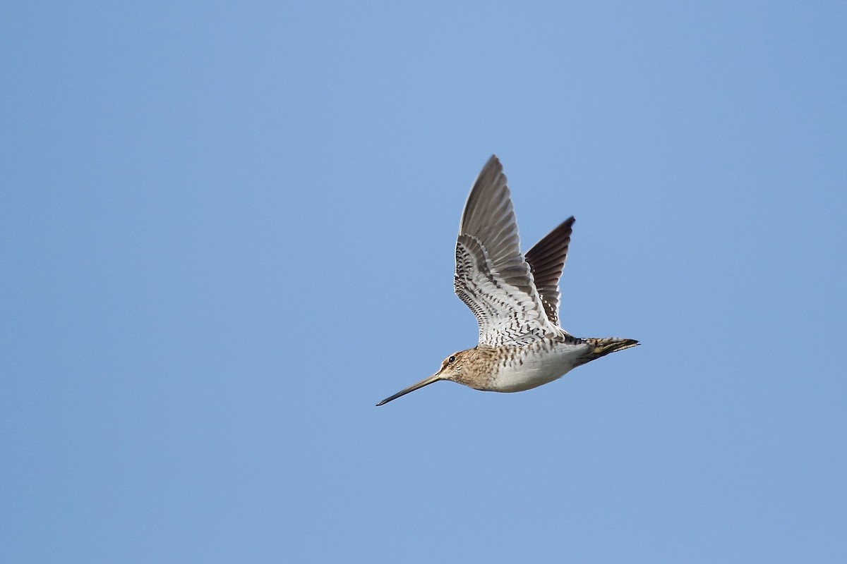 Bekassine - ML647847597