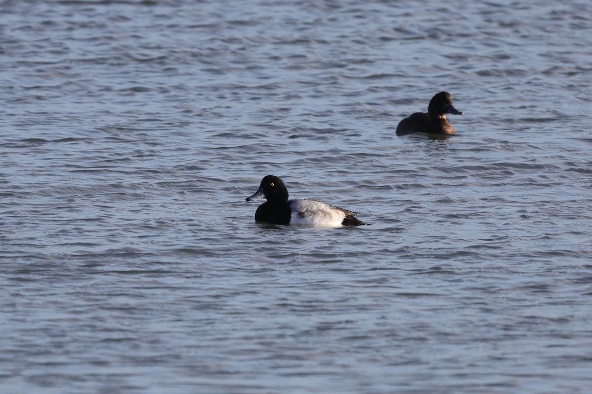 Bergente - ML647847598