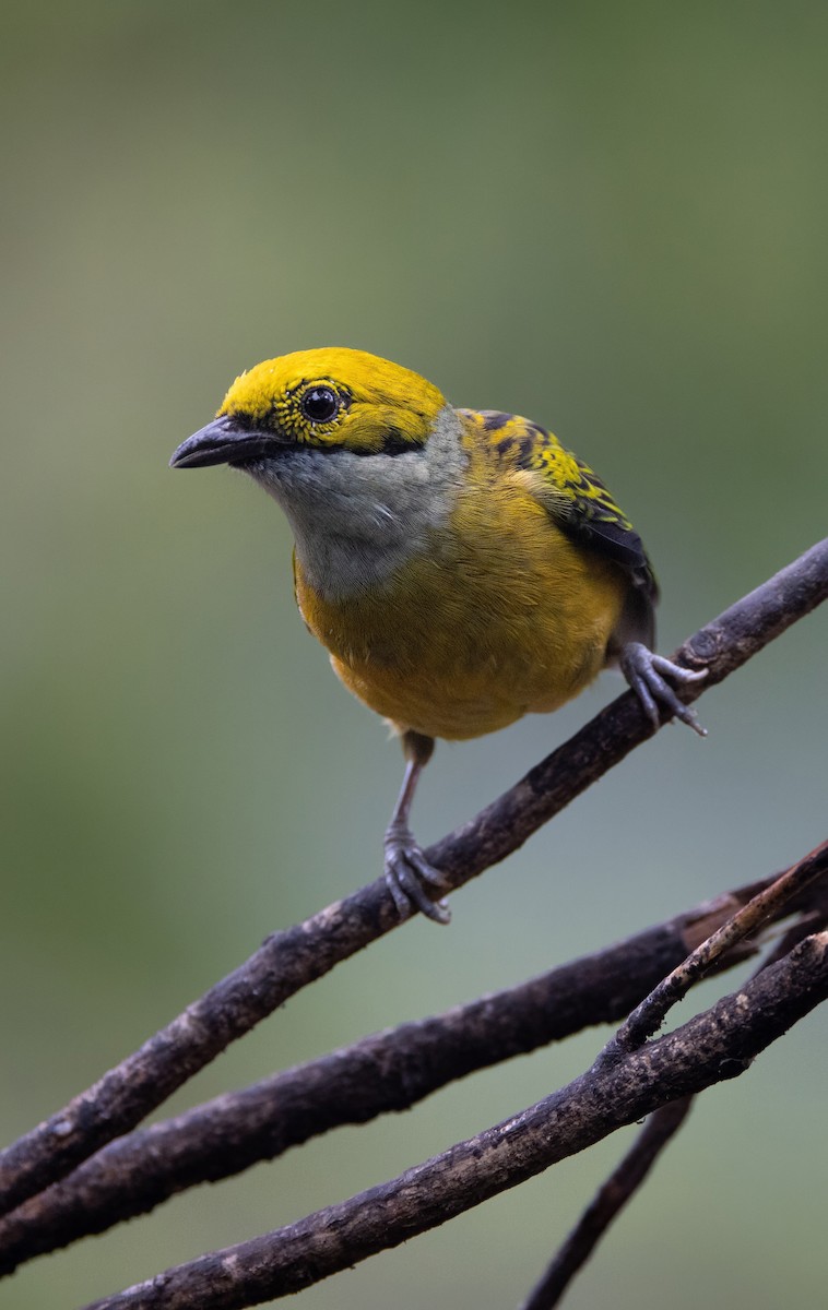 Silberkehltangare - ML647847599