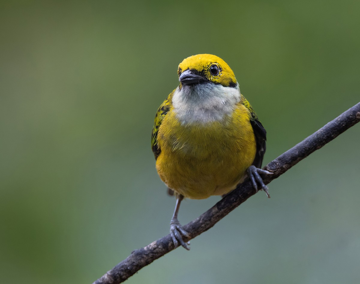 Silberkehltangare - ML647847600