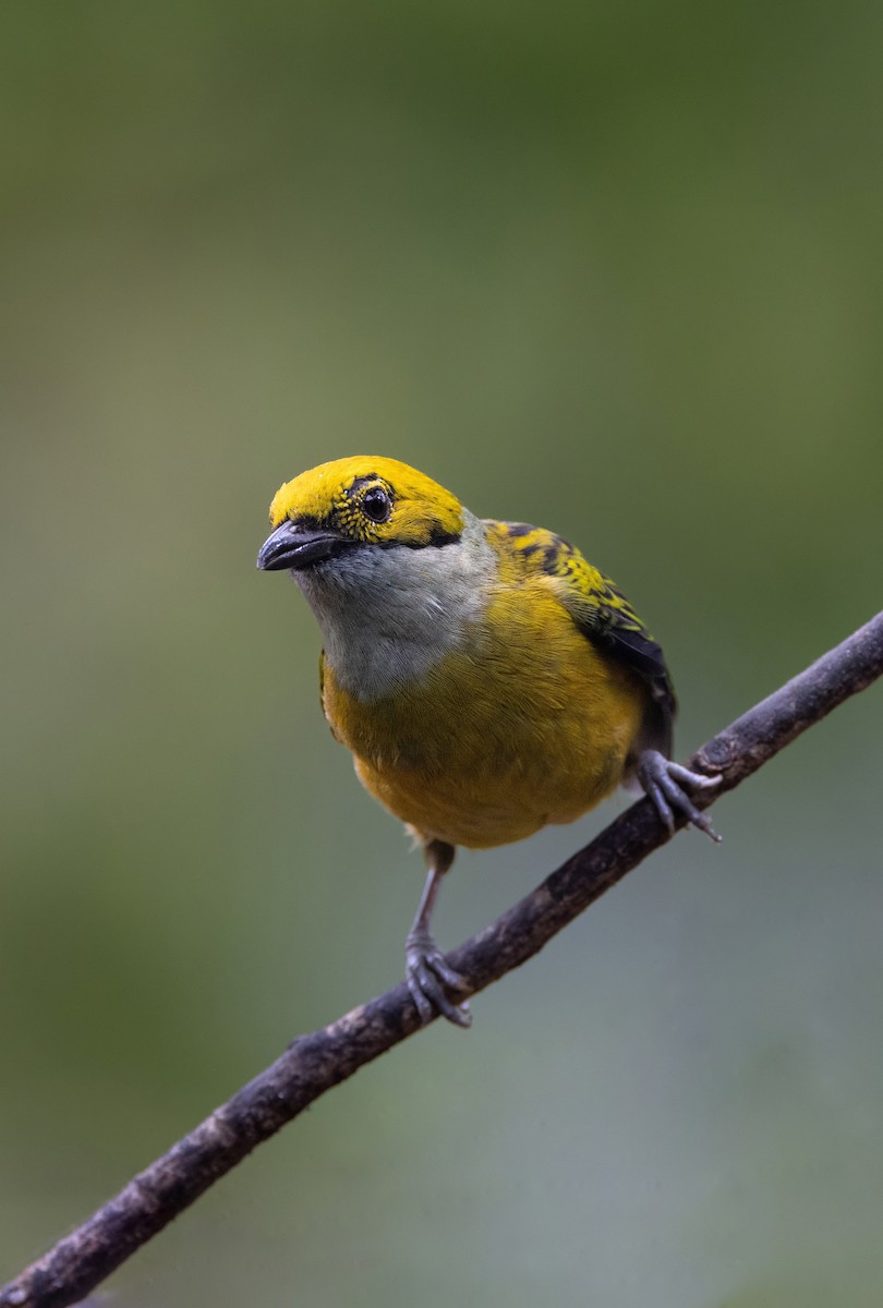 Silberkehltangare - ML647847601